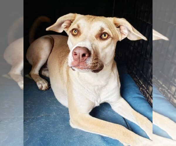 Medium Photo #2 American Pit Bull Terrier-Unknown Mix Puppy For Sale in Corona, CA, USA