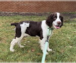 Small #2 English Springer Spaniel