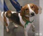 Small Photo #4 American Foxhound-Unknown Mix Puppy For Sale in Washington, DC, USA