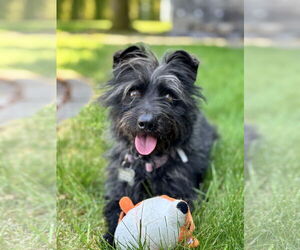 Poodle (Miniature)-Unknown Mix Dogs for adoption in Milwaukie, OR, USA