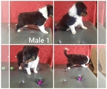 Small Photo #1 Shetland Sheepdog Puppy For Sale in FERNLEY, NV, USA