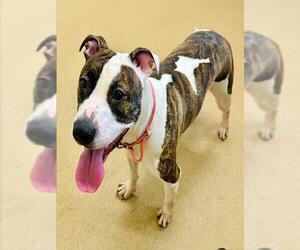 Medium American Pit Bull Terrier