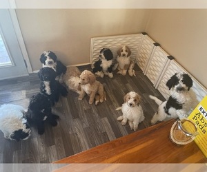 Sheepadoodle Puppy for sale in WATSONVILLE, CA, USA