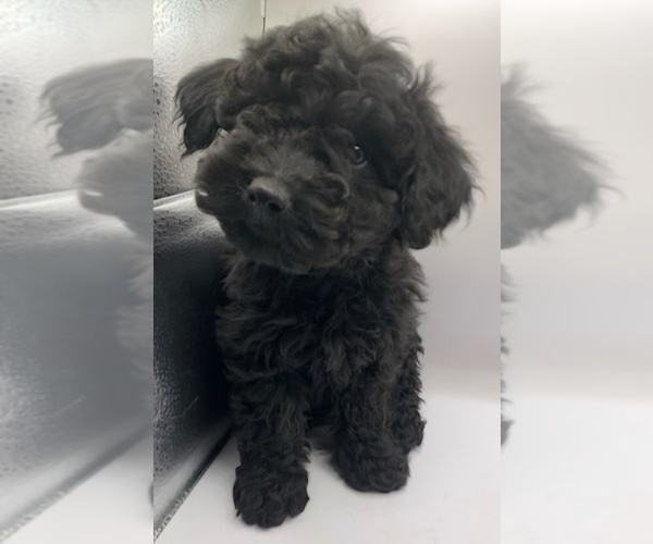 Medium Photo #2 Cavapoochon (Miniature) Puppy For Sale in BLUE MOUND, TX, USA