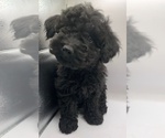 Small #1 Cavapoochon (Miniature)