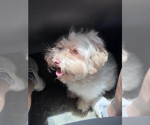 Medium Photo #1 Mutt Puppy For Sale in San Antonio, TX, USA
