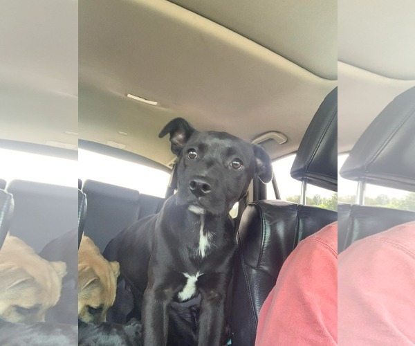 Medium Photo #6 German Shepherd Dog-Staffordshire Bull Terrier Mix Puppy For Sale in Holly Springs, NC, USA