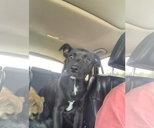 Venus (Planet Litter) - Female German Shepherd Dog-Staffordshire Bull Terrier Mix Dog for Adoption - Photo #6