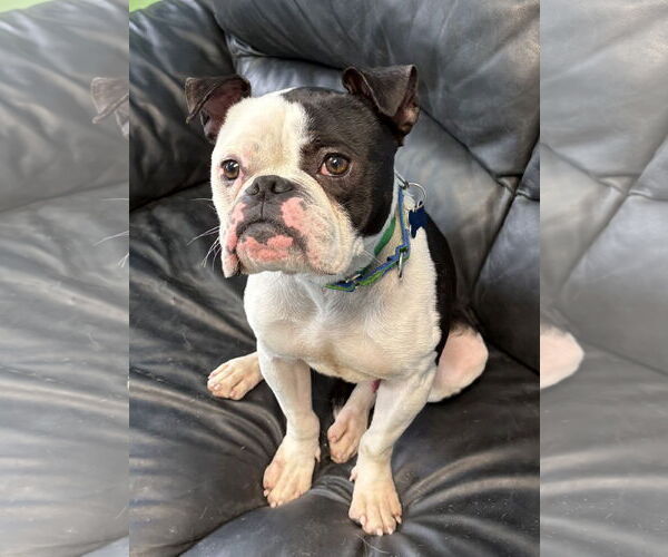 Medium Photo #5 Bulldog-Unknown Mix Puppy For Sale in Spring Lake, NJ, USA