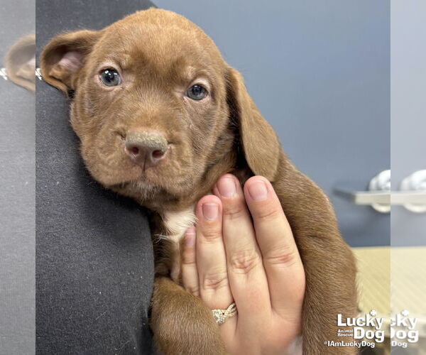 Medium Photo #3 Labrador Retriever-Unknown Mix Puppy For Sale in Washington, DC, USA