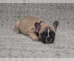 Puppy Puppy 3 French Bulldog