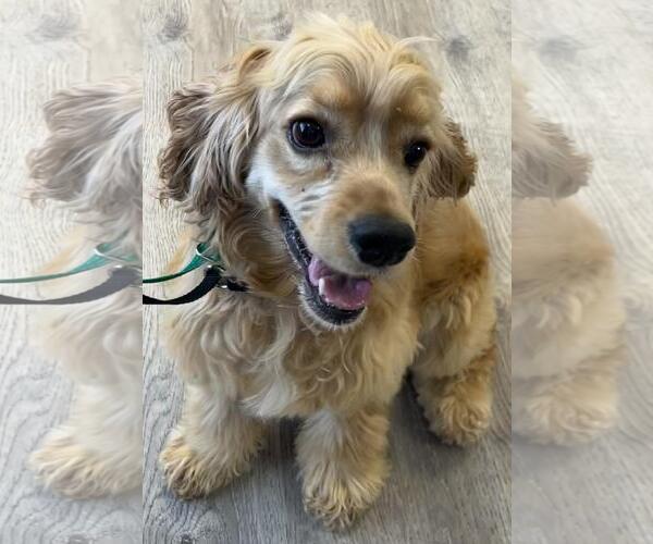 Medium Photo #3 Cocker Spaniel Puppy For Sale in Westminster, MD, USA