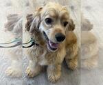 Small #2 Cocker Spaniel
