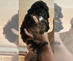 Small #1 Poodle (Toy)