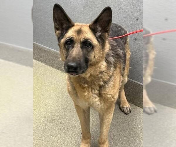 Medium Photo #1 German Shepherd Dog-Unknown Mix Puppy For Sale in Las Vegas, NV, USA