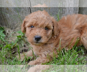 Poodle (Miniature) Litter for sale in GREENWOOD, WI, USA