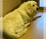 Small Photo #5 Great Pyrenees Puppy For Sale in Spring, TX, USA