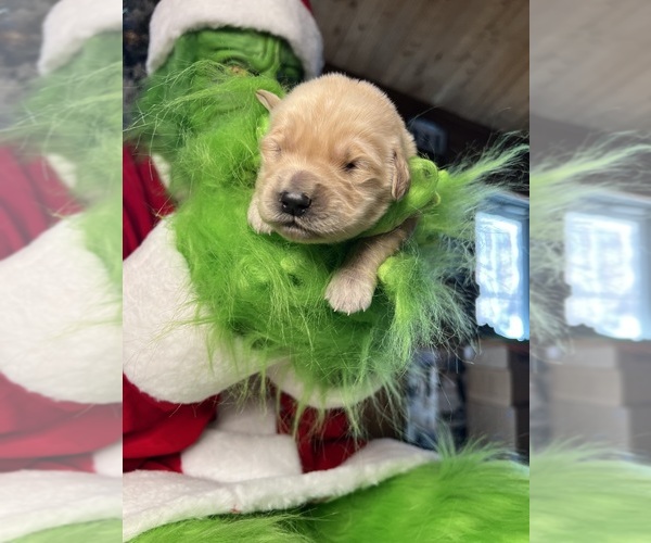 Medium Photo #3 Golden Retriever Puppy For Sale in NEOLA, WV, USA