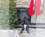 Puppy Green Great Dane