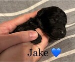 Small Photo #2 Goldendoodle (Miniature) Puppy For Sale in JENKS, OK, USA