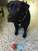 Small Photo #2 Labrador Retriever-Unknown Mix Puppy For Sale in ATLANTIC BEACH, FL, USA