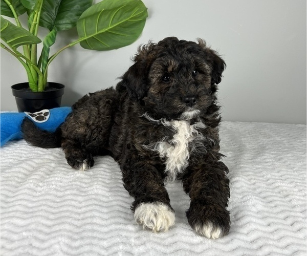Medium Photo #4 Aussiedoodle Miniature  Puppy For Sale in FRANKLIN, IN, USA
