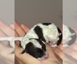 Small #1 Bernedoodle (Miniature)