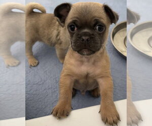 Pug-Unknown Mix Dogs for adoption in Corona, CA, USA