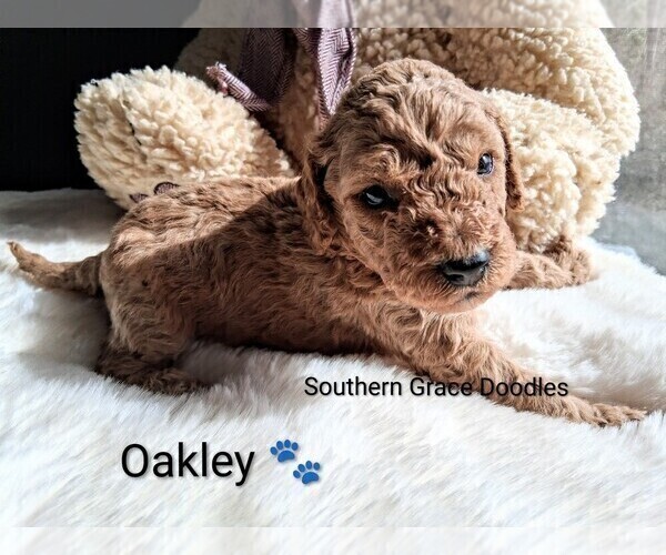 Medium Photo #27 Goldendoodle (Miniature) Puppy For Sale in GASTONIA, NC, USA