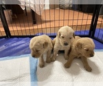 Small Photo #10 Golden Retriever Puppy For Sale in DAWSON, TX, USA