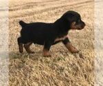 Small Photo #1 Rottweiler Puppy For Sale in WINCHESTER, TN, USA