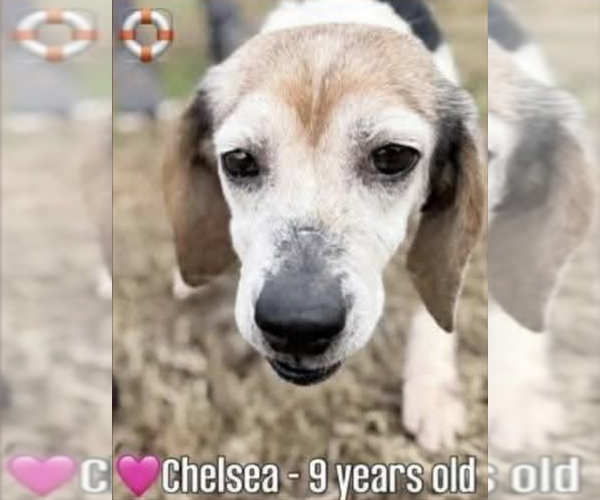 Medium Photo #1 Beagle Puppy For Sale in Tampa, FL, USA