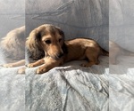 Small #3 Dachshund