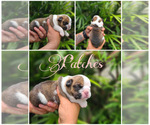 Small Photo #1 Bulldog Puppy For Sale in SAINT CLOUD, FL, USA