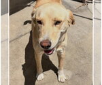 Small #2 Labrador Retriever