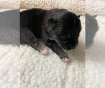 Small #1 Pomsky