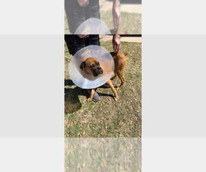 Boxer Dogs for adoption in Austin, TX, USA