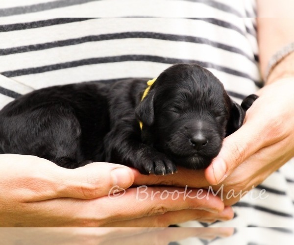 Medium Photo #3 Goldendoodle-Poodle (Standard) Mix Puppy For Sale in HANSKA, MN, USA