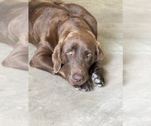 Mother of the Labradoodle puppies born on 12/28/2025