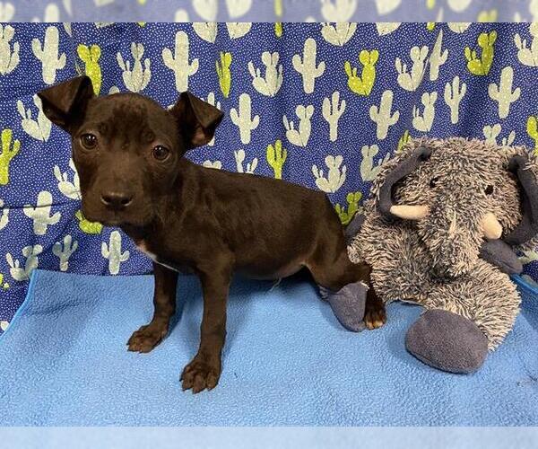 Medium Photo #1 Staffordshire Bull Terrier-Unknown Mix Puppy For Sale in Modesto, CA, USA