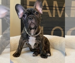 French Bulldog Puppy for sale in GAITHERSBURG, MD, USA