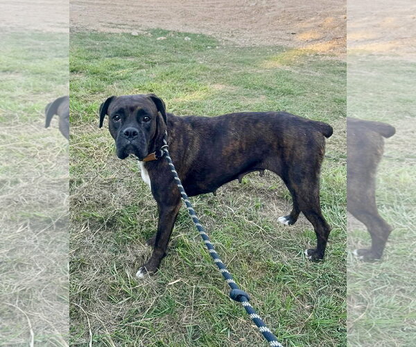 Medium Photo #1 Boxer Puppy For Sale in Dumont, NJ, USA