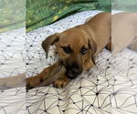 Small Mutt