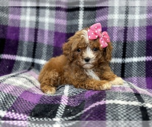 Cavapoo Puppy for sale in LAKELAND, FL, USA