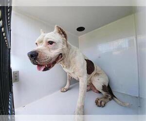 American Pit Bull Terrier-Unknown Mix Dogs for adoption in Houston, TX, USA