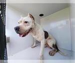 Small American Pit Bull Terrier Mix