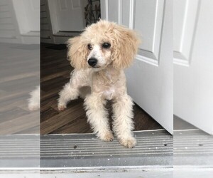 Poodle (Toy) Puppy for sale in W WARWICK, RI, USA