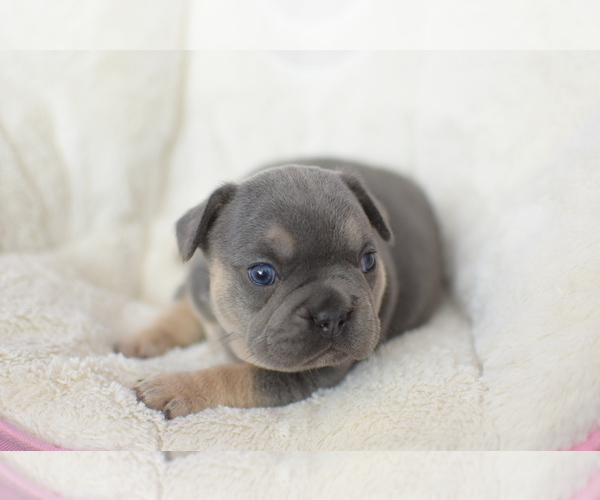 Medium Photo #2 French Bulldog Puppy For Sale in RIVERSIDE, CA, USA