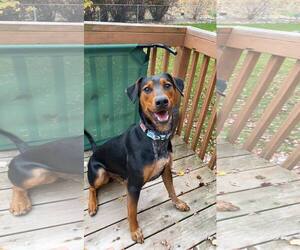 Doberman Pinscher-Unknown Mix Dogs for adoption in Buffalo, MN, USA