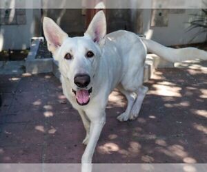 German Shepherd Dog Dogs for adoption in Pasadena, CA, USA